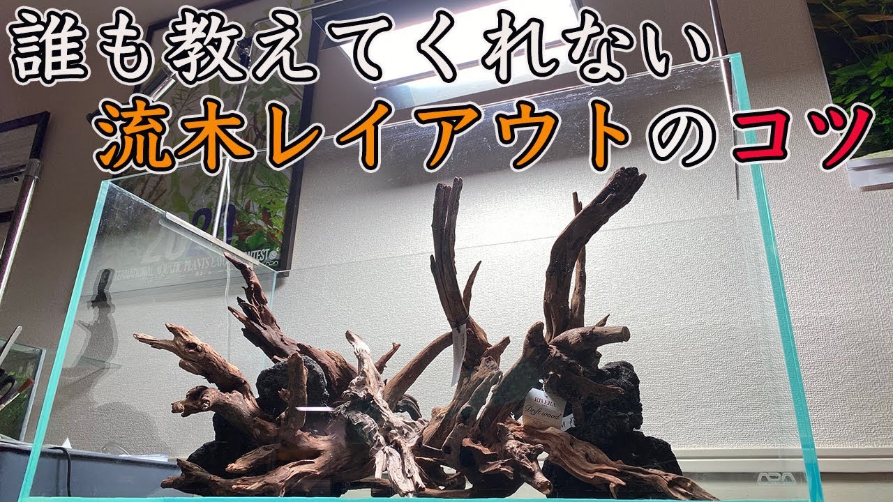 【水草水槽】もっと早く知りたかった、、誰でもカッコいい流木レイアウトを作れるようになる方法を教えます！90cm水槽凸型構図編【アクアリウム】