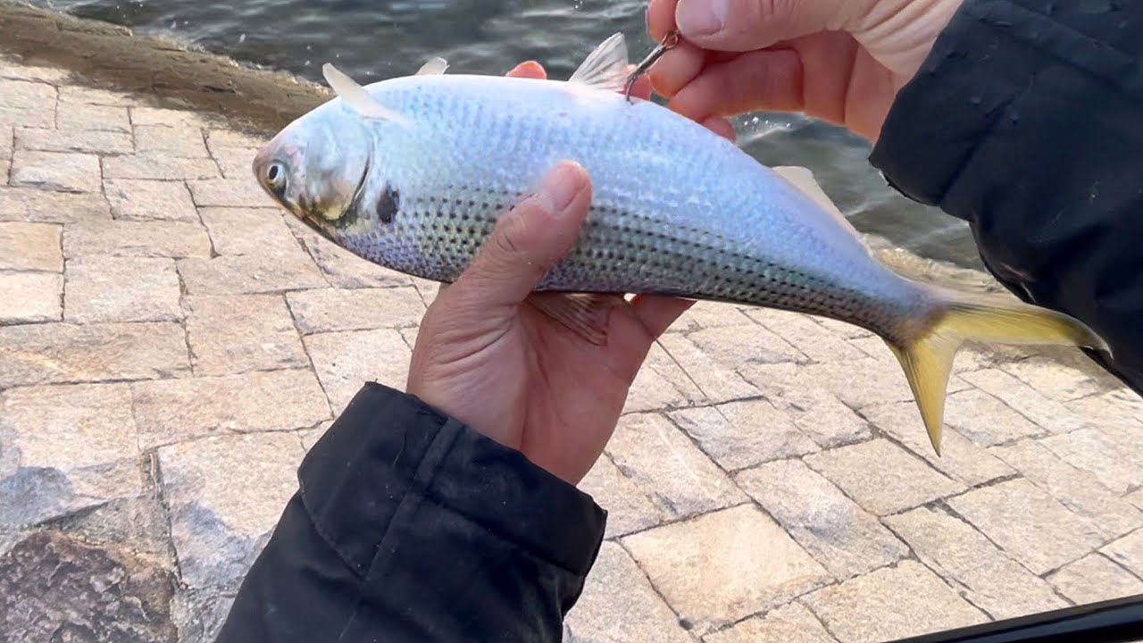 これで大物が一撃で釣れるとの噂は本当なのか？