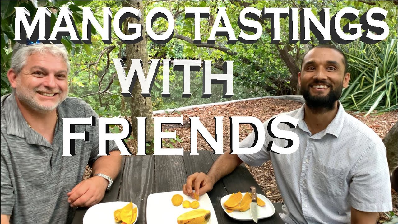 MANGO TASTINGS WITH FRIENDS: GROWN IN OUR GARDEN- COCONUT CREAM,  ANGIE, JULIE & CARRIE MANGOES