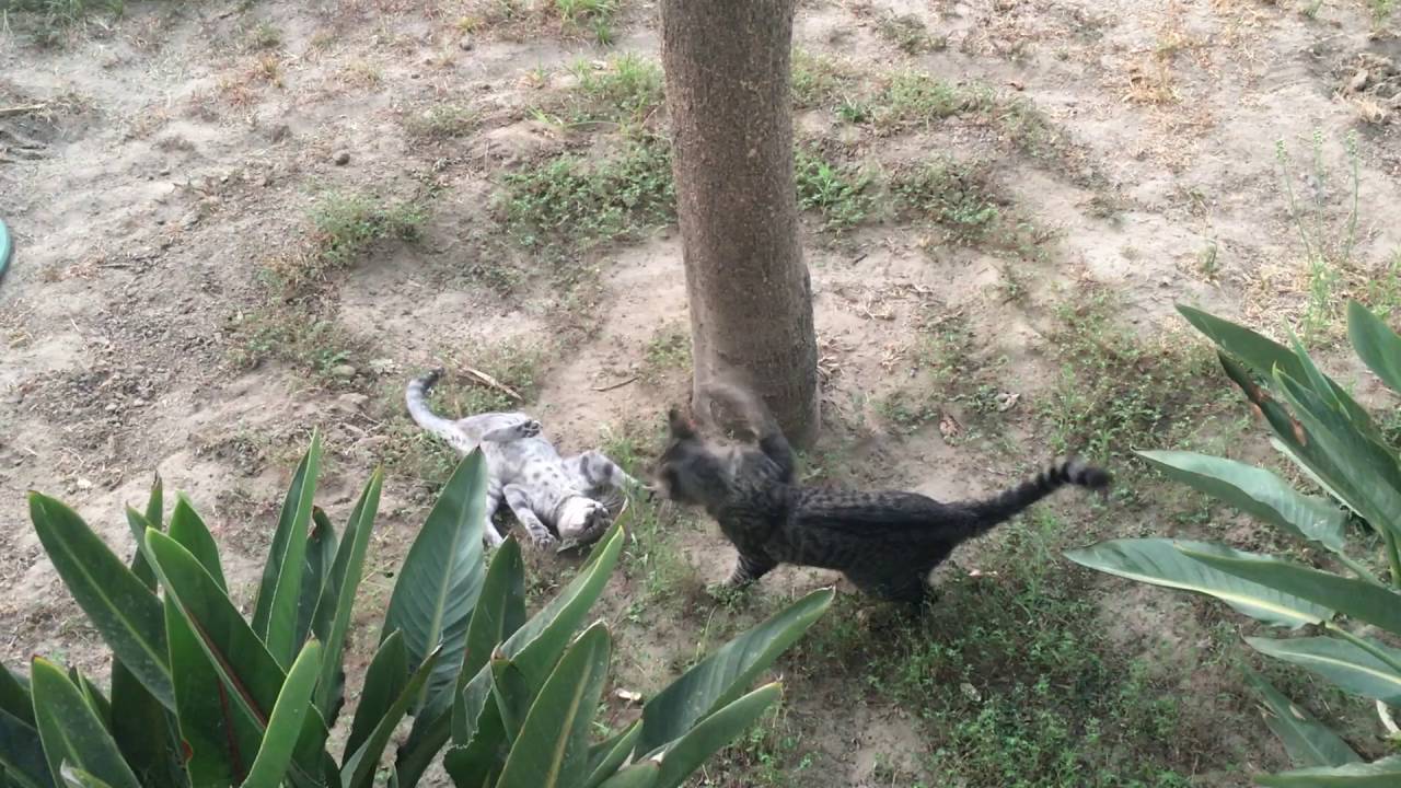 Feral Cat Fight