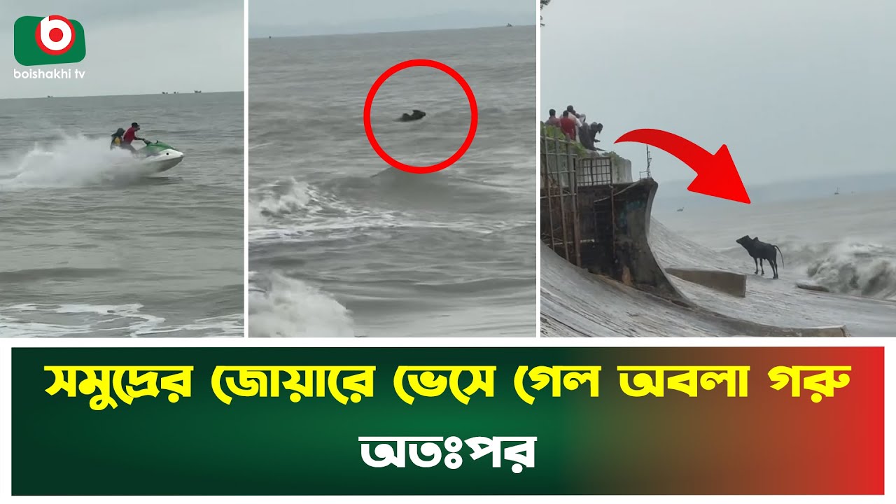 সমুদ্রের জোয়ারে ভেসে গেল অবলা গরু, বাঁচাতে ছুটে এল স্পীডবোট | Sea Tide | Cow | Rescue | Boishakhi Tv
