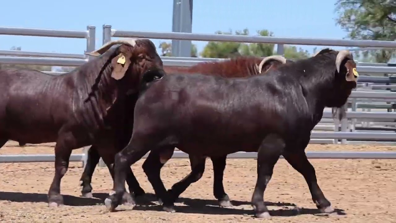 RANGELAND RED 2023 bucks