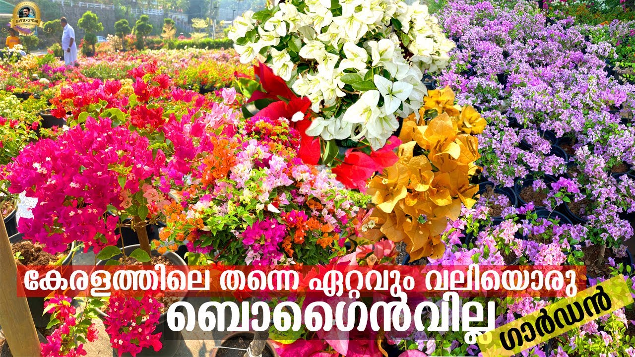 4.5 ഏക്കറിൽ പരന്നു കിടക്കുന്ന കേരളത്തിലെ തന്നെ ഏറ്റവും വലിയൊരു Bougainvillea Garden ! #bougainvillea