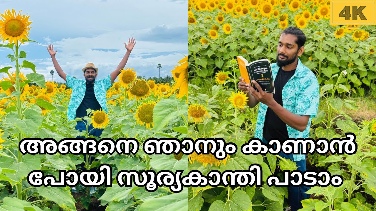 Sundarapandiapuram Sunflower field 2024 🌻