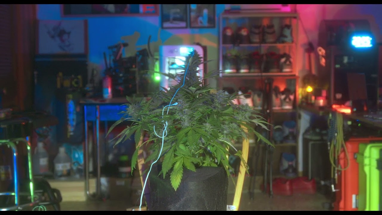 The Sounds Of Marijuana | Oblivious Art