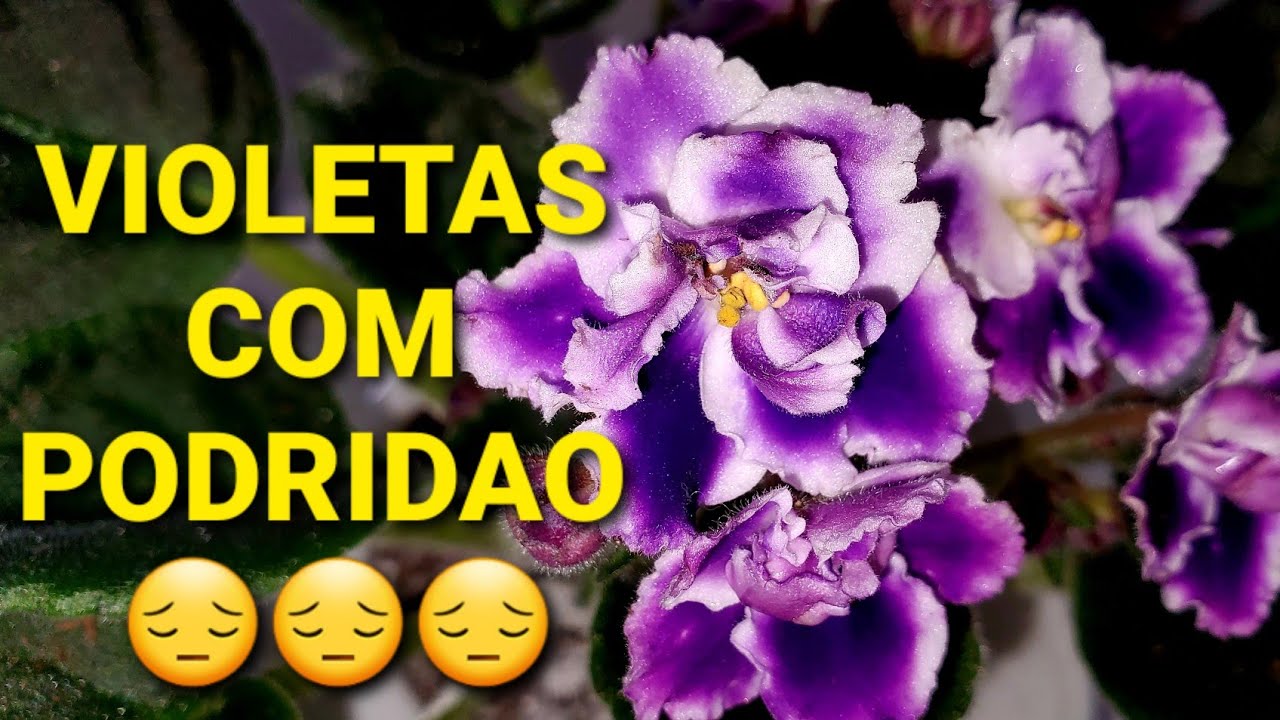 o que fazer com VIOLETAS COM PODRIDAO 😔