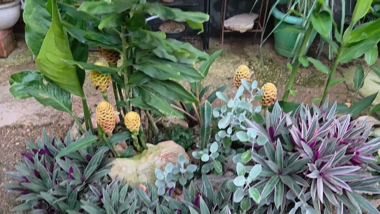 Meu jardim de pedras