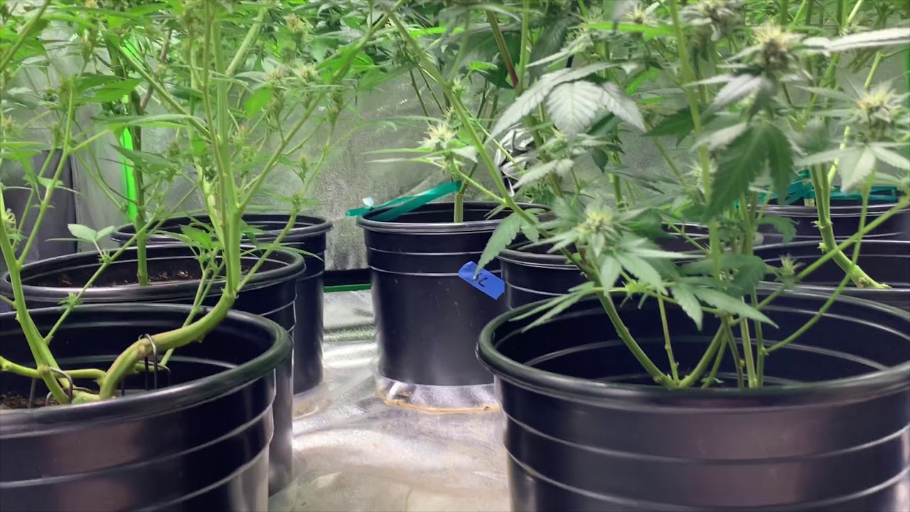 We&rsquo;ve been keeping a Secret!!! Growing Indoor Cannabis -Vlog 6