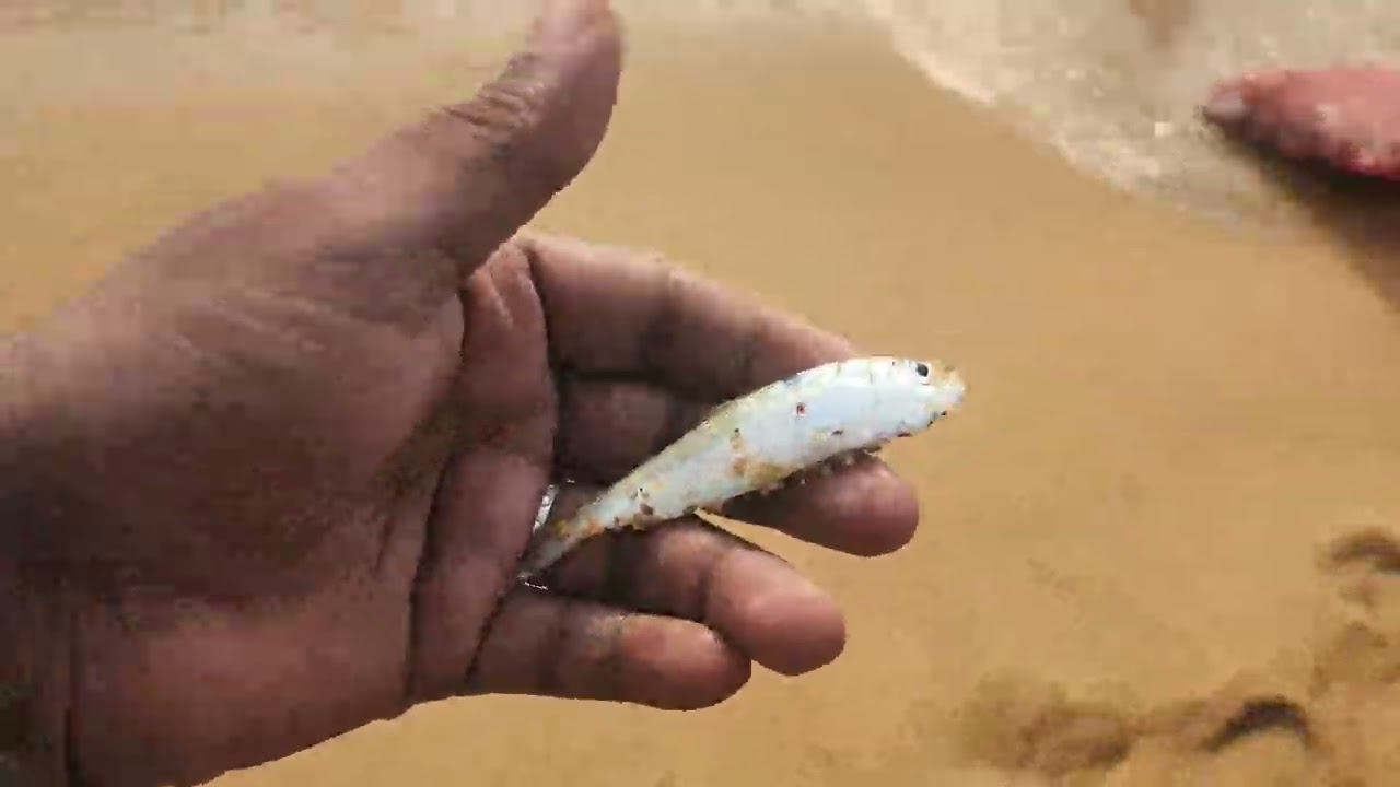 Big Fish Catching in Hand Net 😱 | Amazing Village Fishing#fishcatching  #catchoftheday #nature