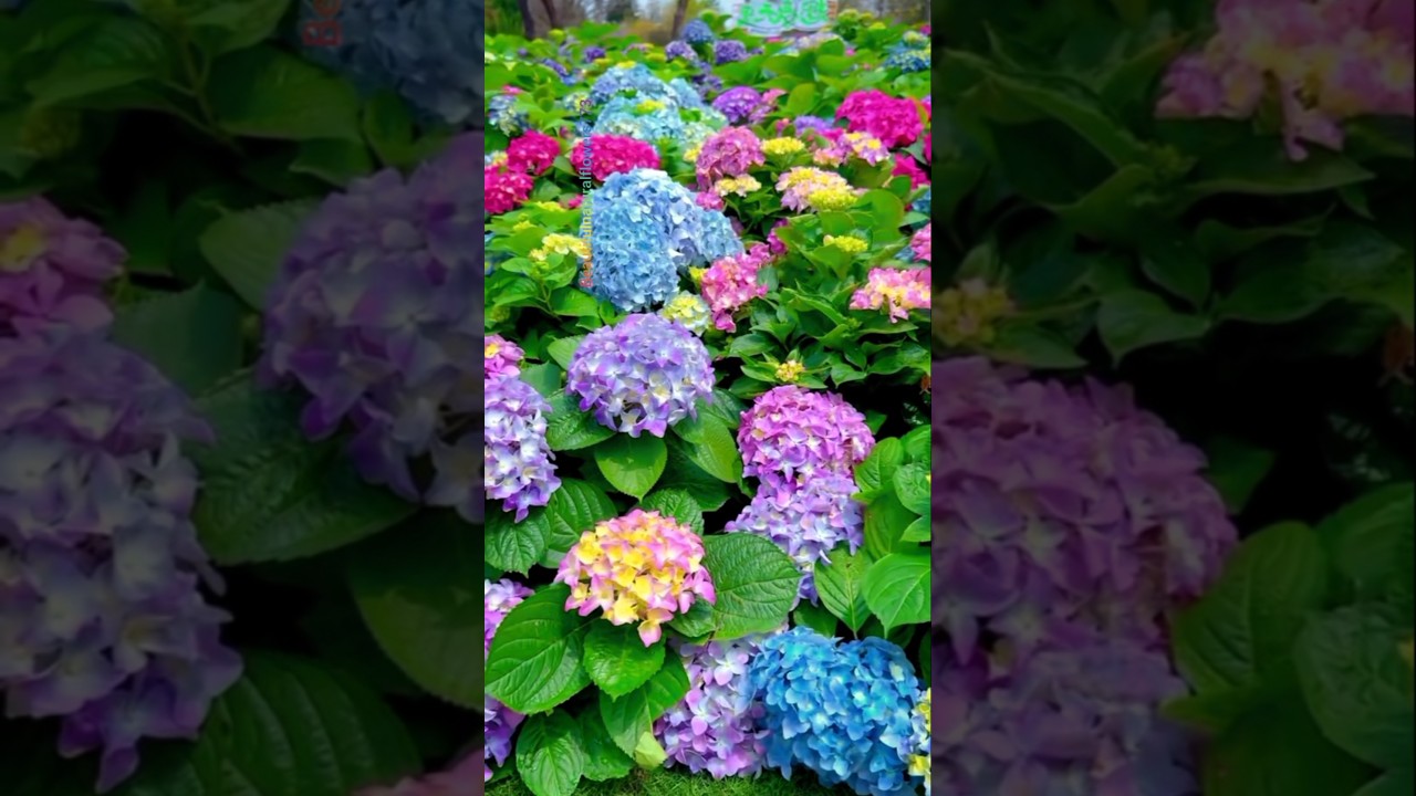 Hydrangea Flowers in Full Bloom – Nature’s Pastel Magic 💐✨
