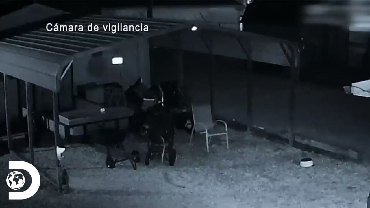 Los momentos m&aacute;s tr&aacute;gicos en el programa | Mirada Policial | Discovery Latinoam&eacute;rica