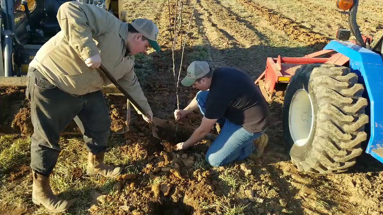 How to plant Apple Orchard!!!