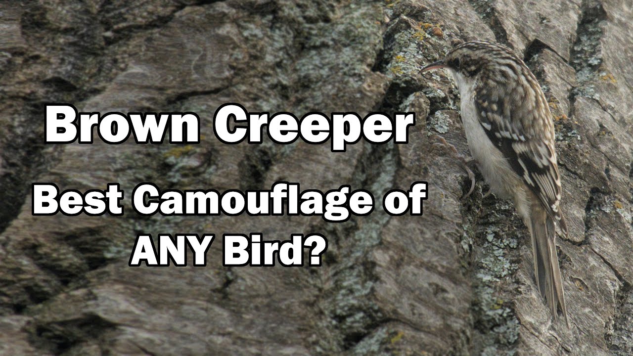 Brown Creeper  - The Best Camouflage of any bird?