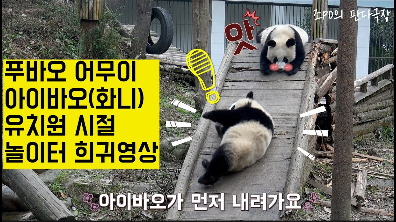 [한국농수산TV] 푸바오 어무이 아이바오의 18개월 유치원 성장기 #푸바오#아이바오#러바오