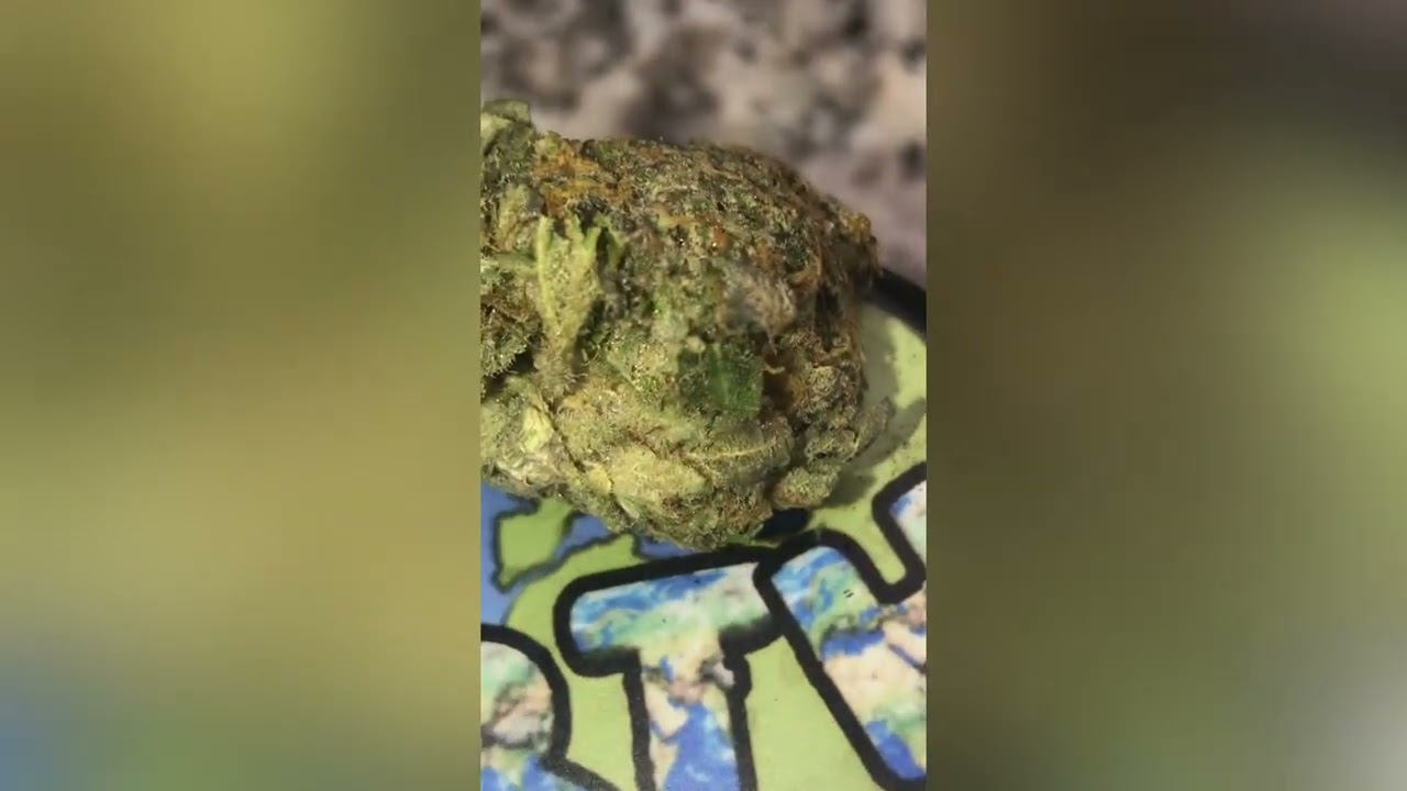 Jealousy x Kush Mints Strain Review ( Smk Brk 420 )