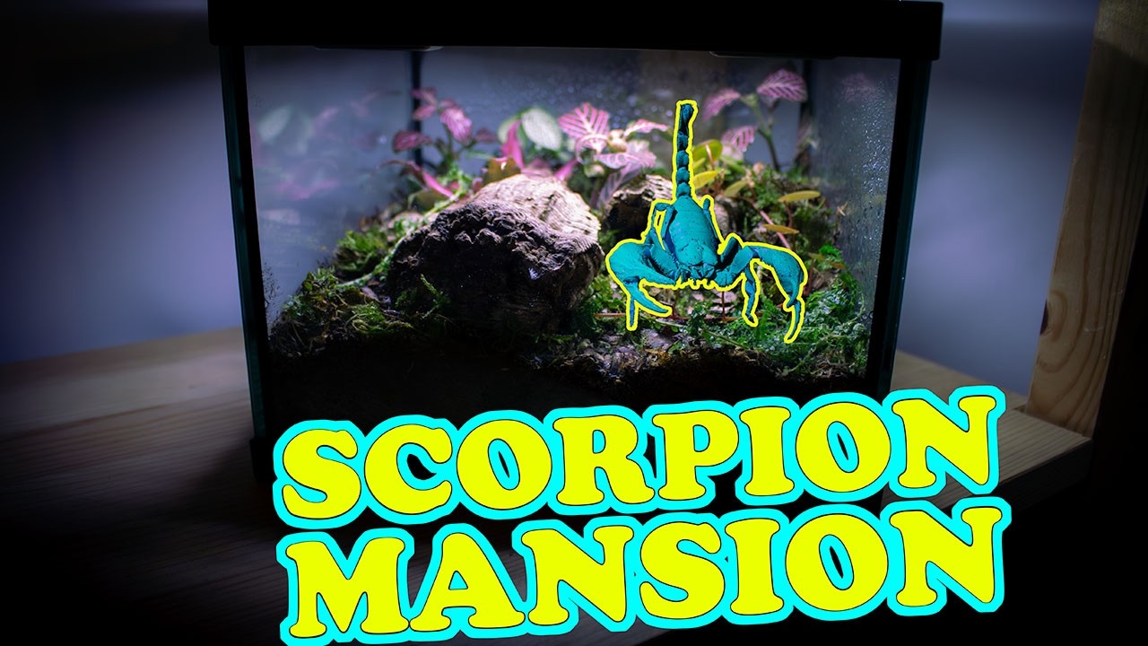 How To Make A Bioactive Scorpion Enclosure (Asian Forest Scorpion)
