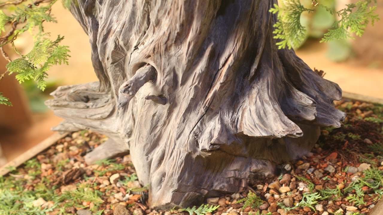 Stanley (Cipreste Hinoki) tanuki - vídeo 3