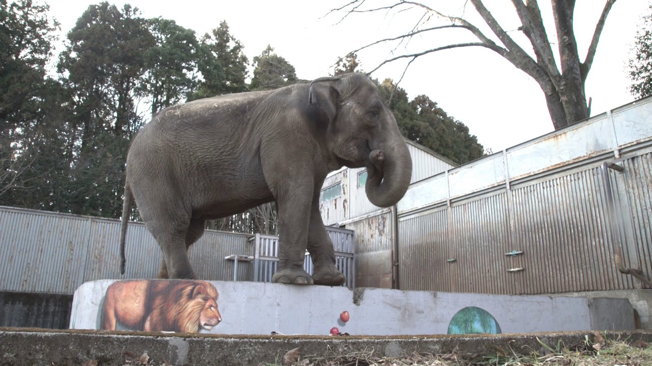 Miyako the elephant: 44 years ALONE in this shockingly outdated environment