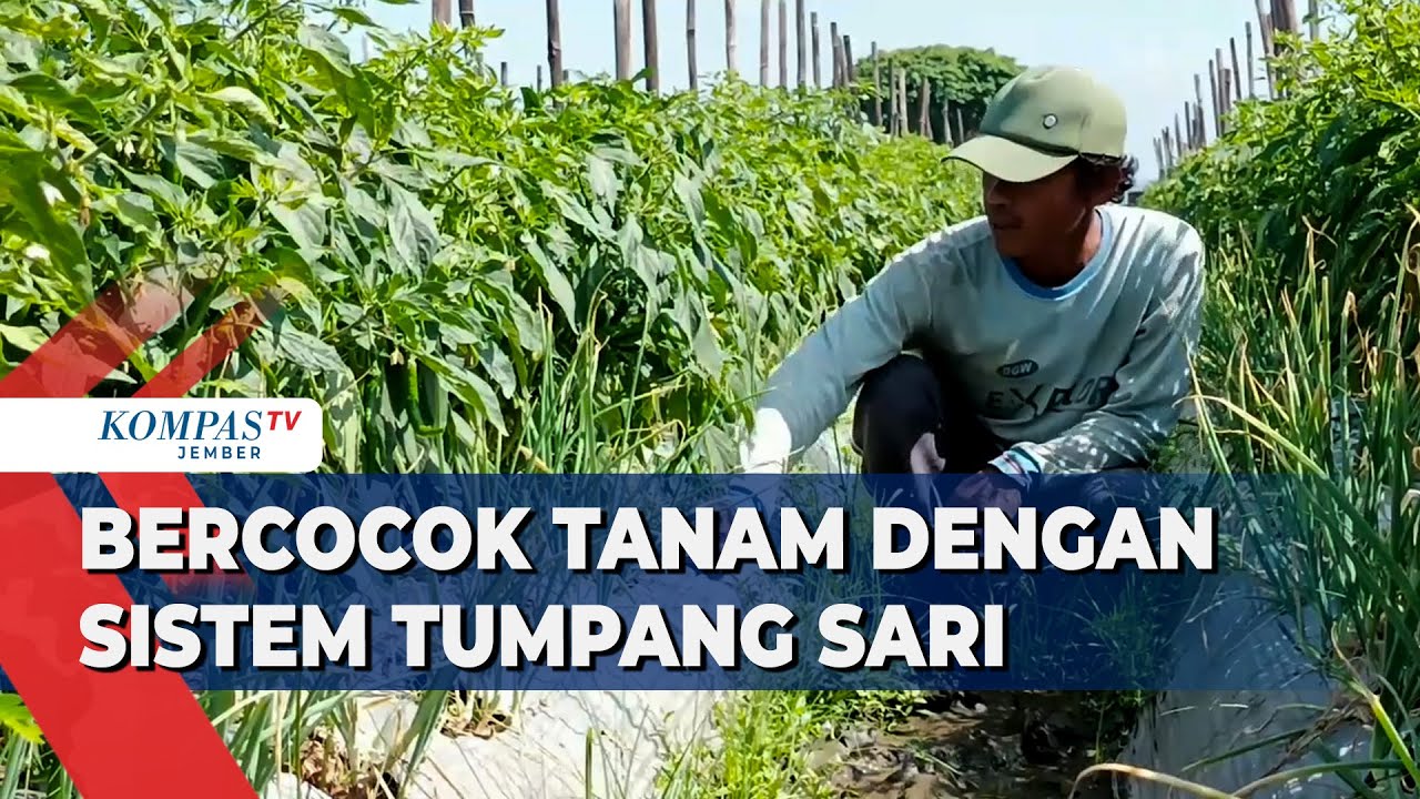 Tanam Cabai & Bawang di Lahan Sempit Dengan Sistem Tumpang Sari