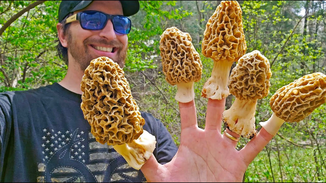 How to Find Morel Mushrooms - Tips & Tricks for Foraging the Best Tasting Thing in the Woods