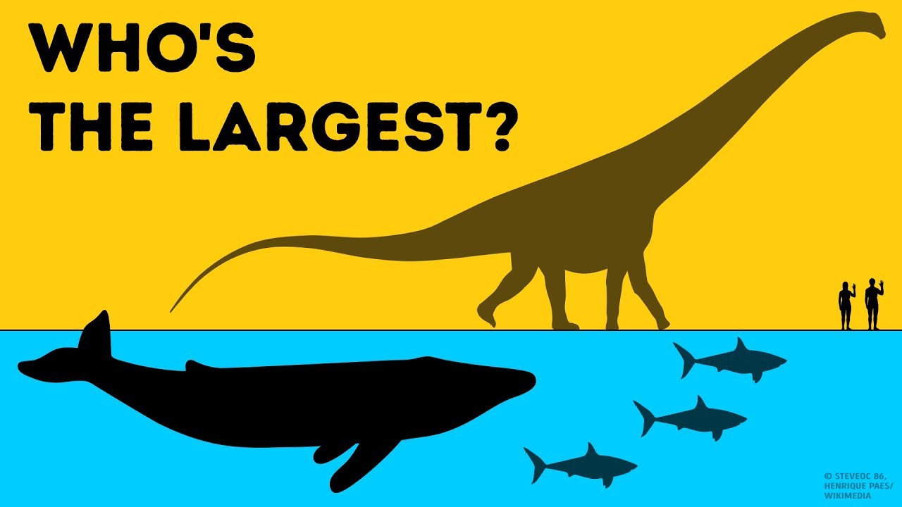 (Issue) Who Is the Largest on Earth?