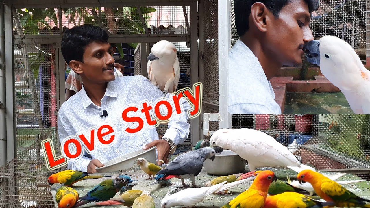 Love Story Of Manka The Moluccan Cockatoo With Dipankar / First Fly Of African Grey In Open Aviary.