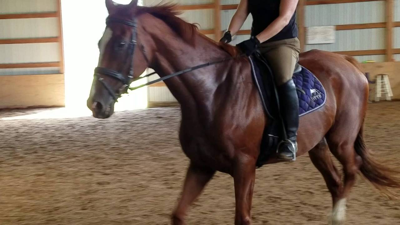 Buck Trot/Canter