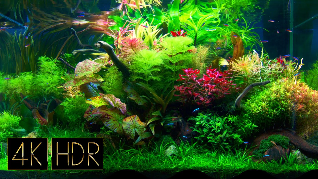 Fantastic Aquatic Plant Layout Tank • Fixed 3hours 4K HDR 60fps • Water sound
