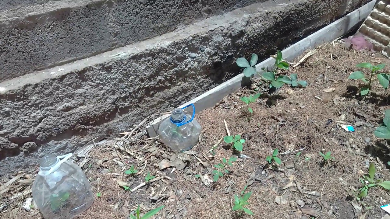 seguimiento s&uacute;per lemon haze fem , en suelo.