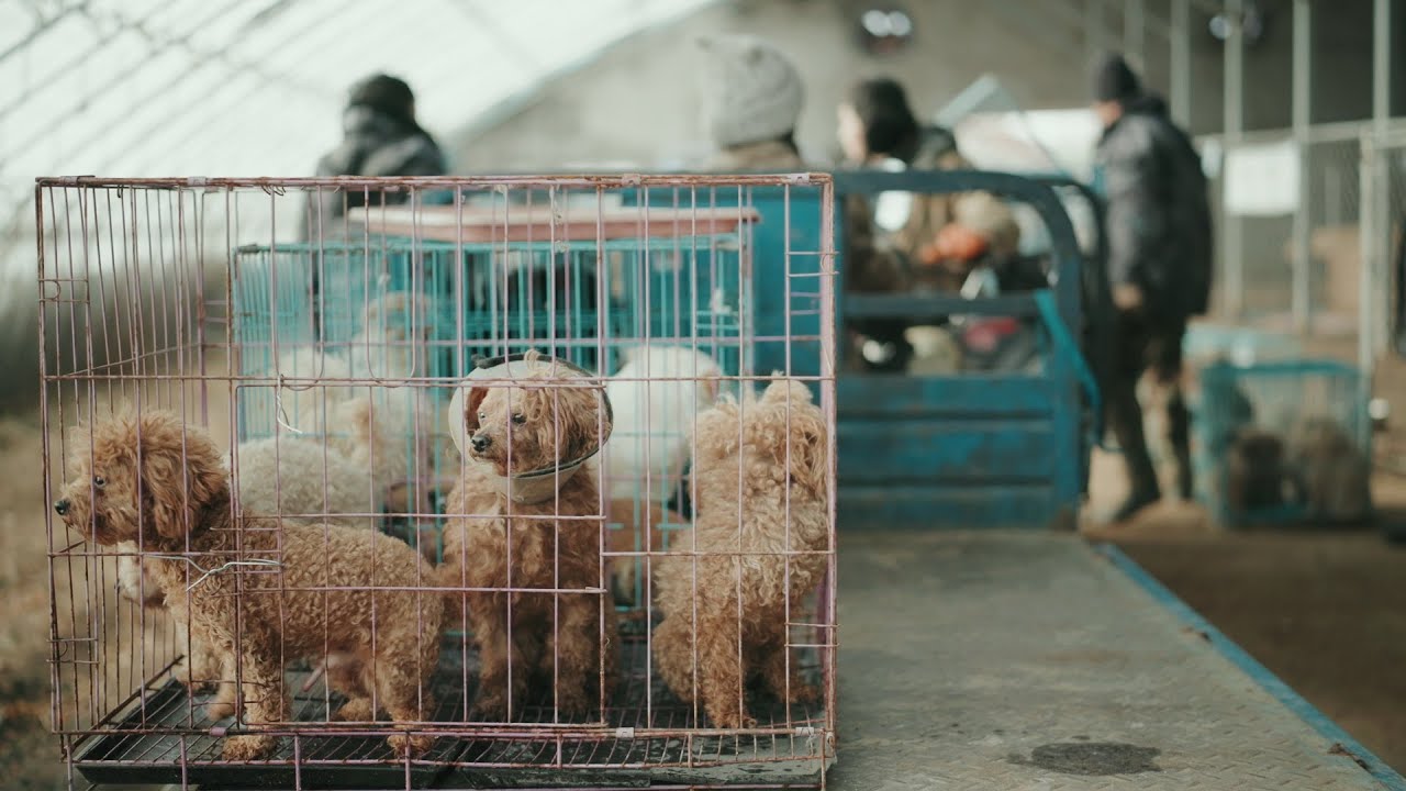 Not Every Dog Gets Adopted — This Is Their Second Home