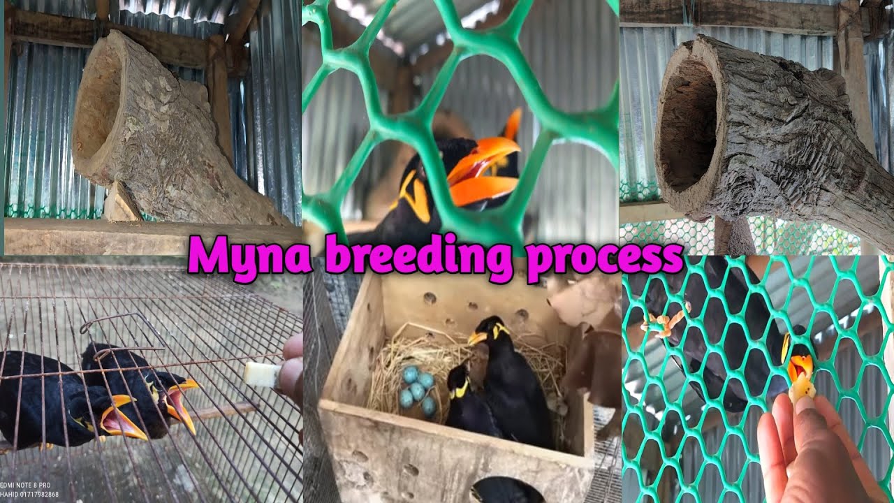 কথা বলা জোড়া ময়না ব্রিডিং পদ্ধতি | Talking Peyer Moyna breeding method | #কথা_বলা_ময়না_পাখি #bpl