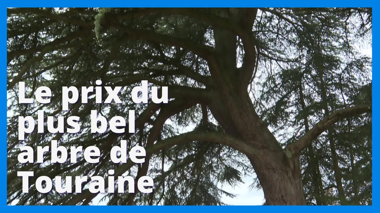 Le prix du plus bel arbre de Touraine d&eacute;cern&eacute; au domaine de Valmer