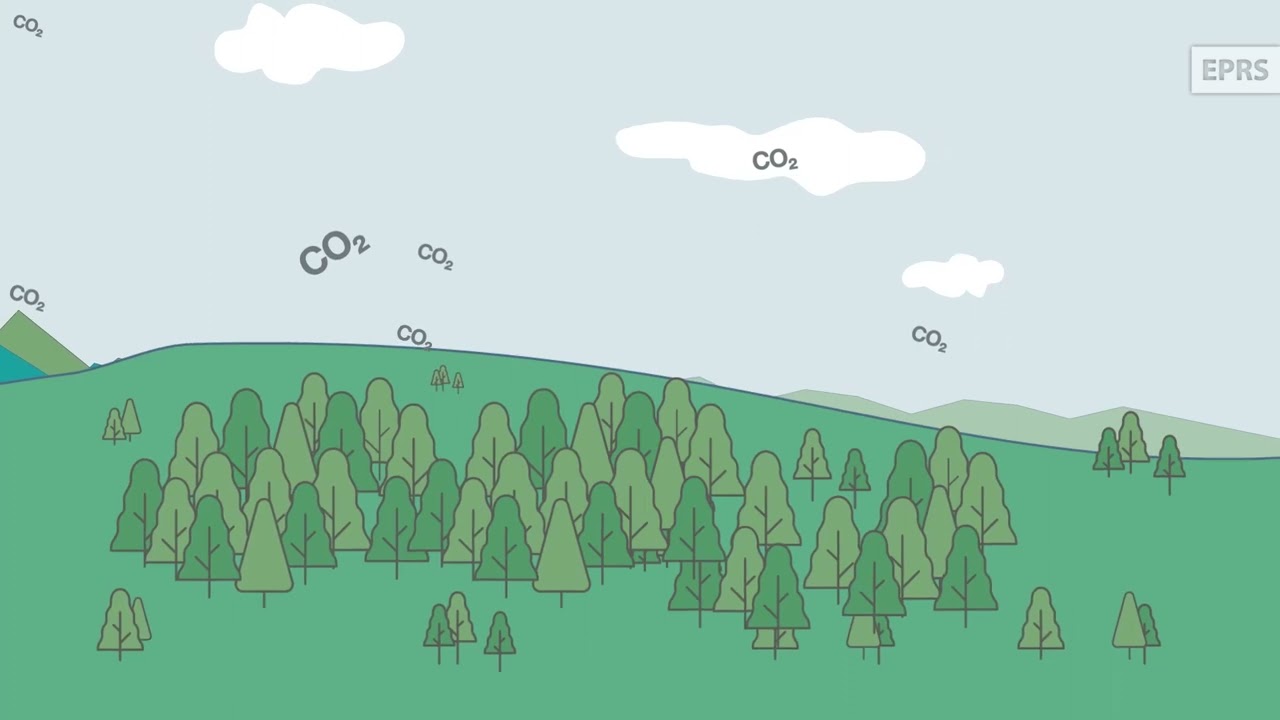 Land use, land use change and forestry (LULUCF)