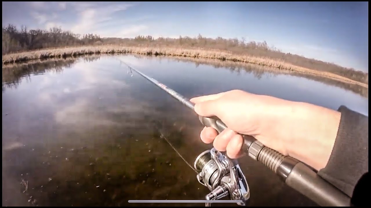Sight Fishing for Bowfin (How to catch Bowfin AKA Dogfish!)