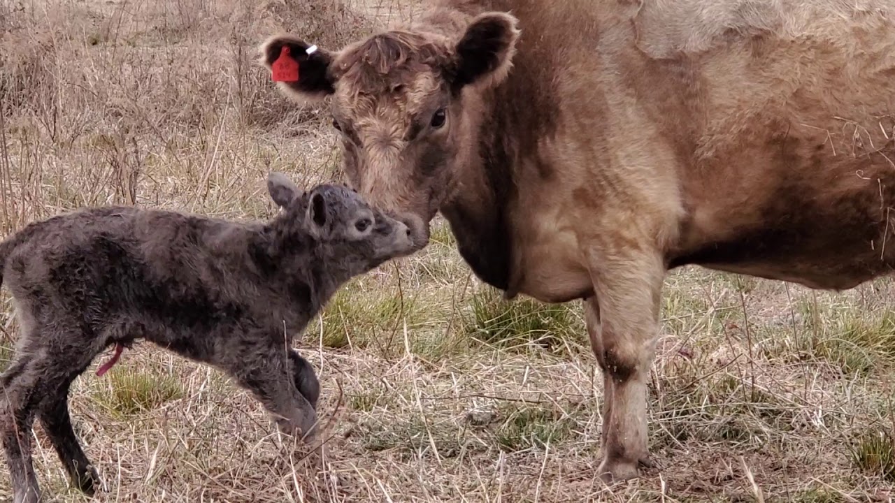 First Murray Grey Calves of 2020