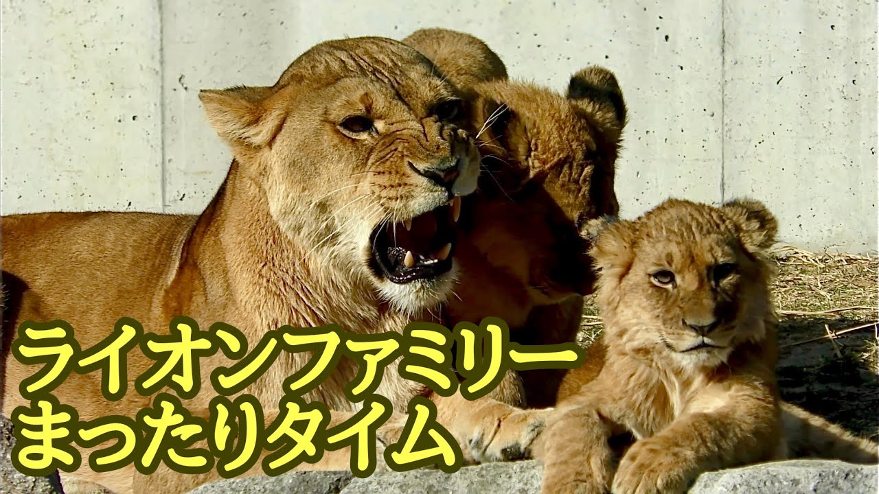 ライオンファミリー　まったりタイム中です【のんほいパーク】Lion family Toyohashi Zoo 