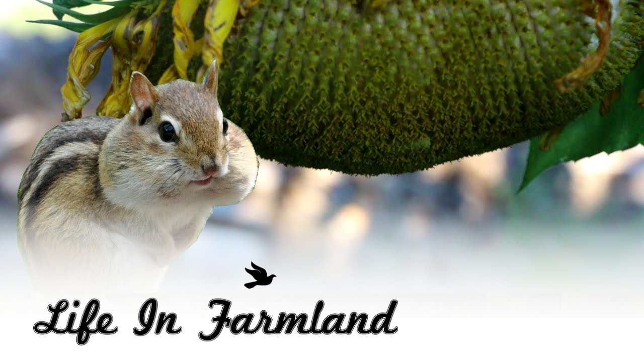 Squirrels Doing Damage To Sunflower Plants