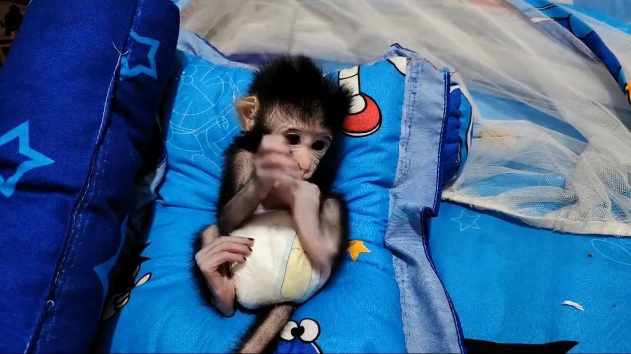 Days 4th Newcomers Newborn Baby Monkey - Live via OneStream Live #onestreamlive