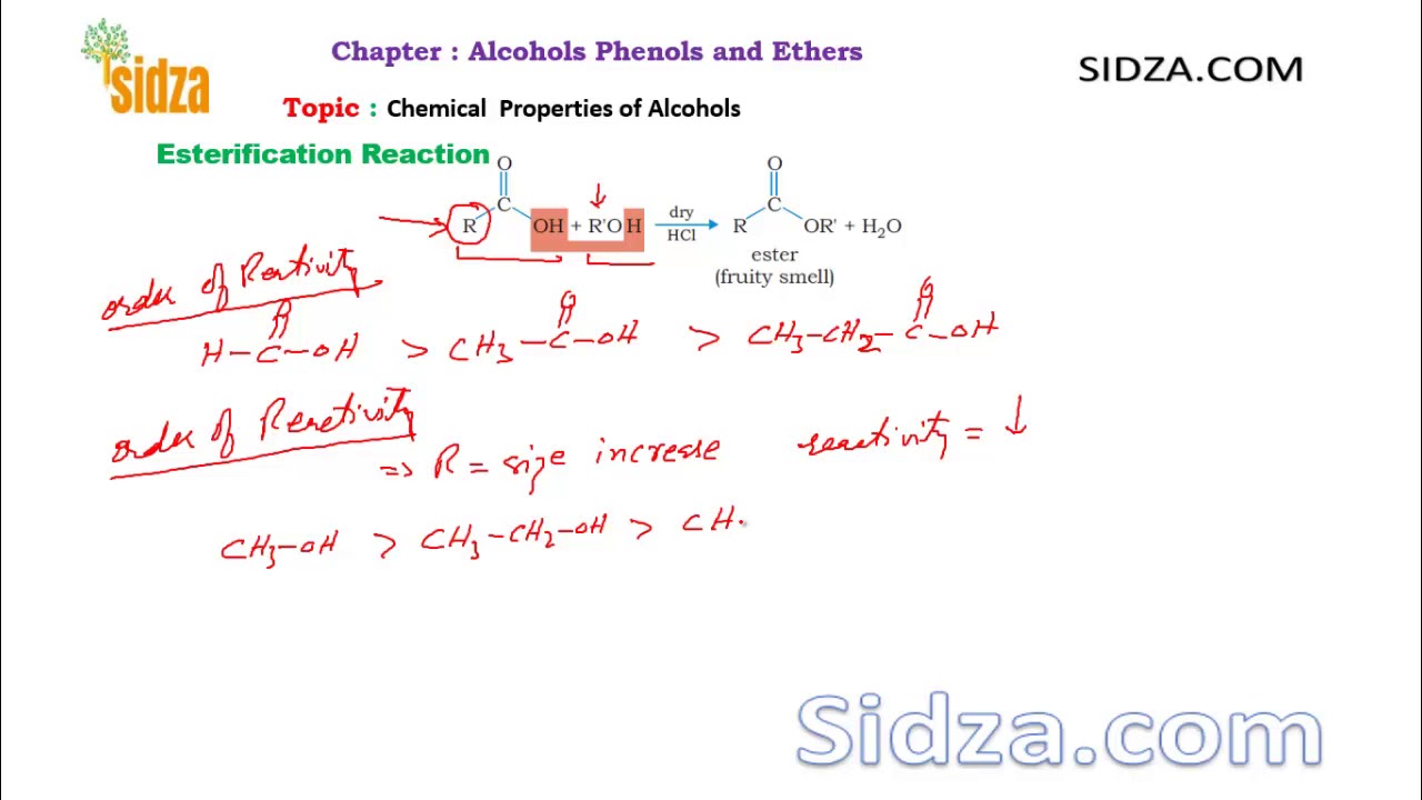 Esterfication Reaction and Acylation : classs12