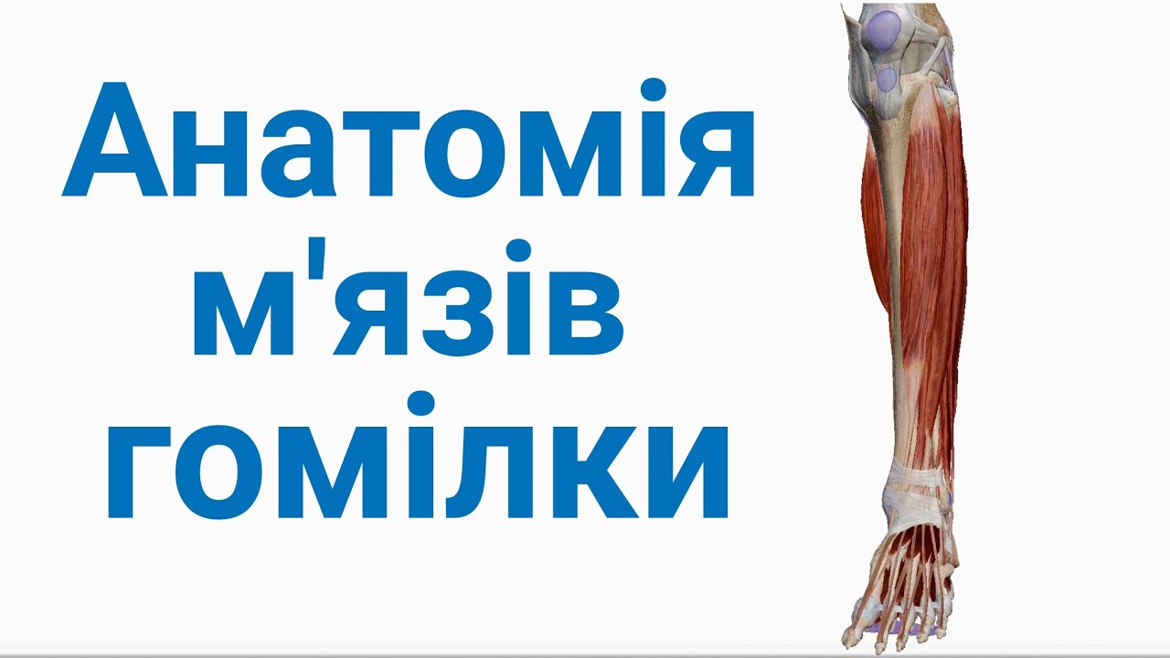 М'язи гомілки анатомія