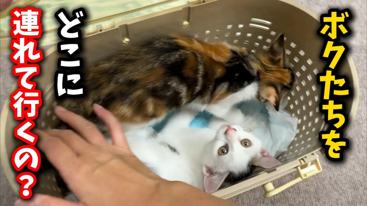 母猫を譲渡したので子猫もシェルターから出て行ってもらいました