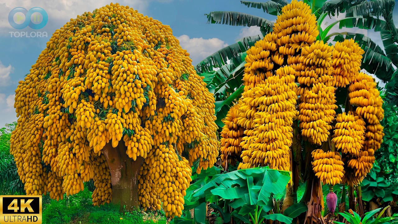 Top 15 &Aacute;rboles Frutales Con Una Producci&oacute;n R&eacute;cord en el Planeta - &iexcl;M&aacute;s De 1,000 Frutos! #extra&ntilde;as