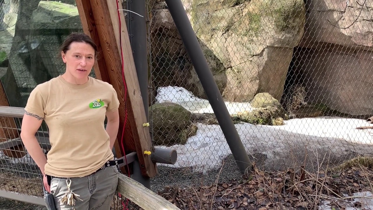 Alaska Zoo EdZOOcational Video: Snow Leopards