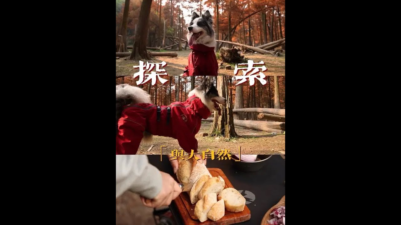 如果你也喜欢风与自由 #户外 #露营 #萌宠出道计划 #宠物vlog #带着狗狗去旅行