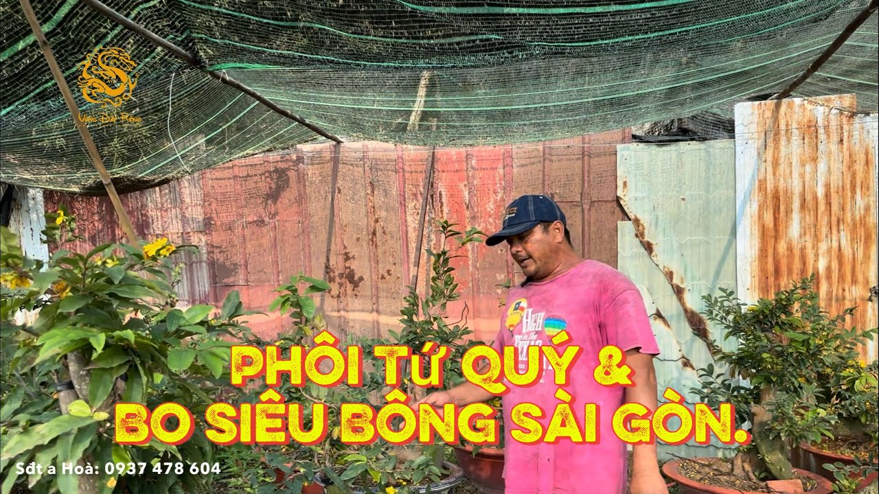 💥Vườn a Hoà xả lô phôi Mai Tứ Quý & Giao lưu bo siêu bông Sài Gòn|Vùng Đất Rồng 