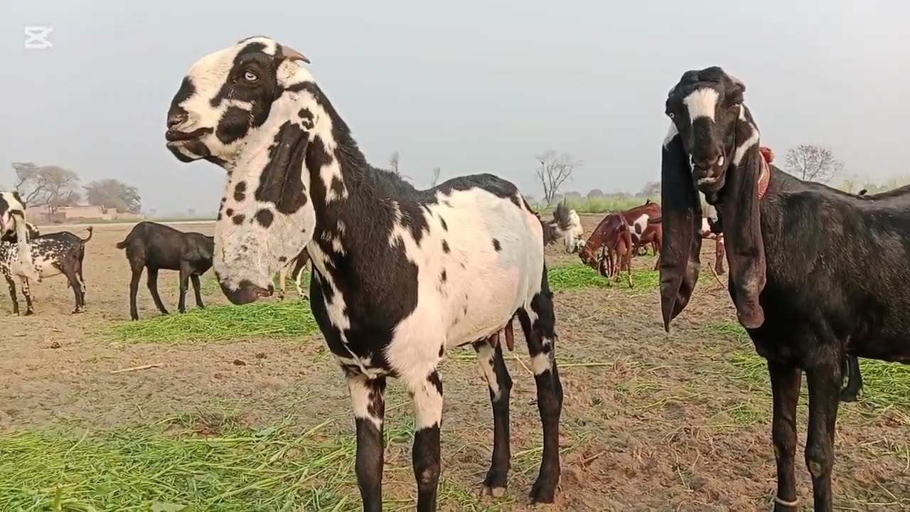 اپ کہتے تھے اچھی بکری دیکھنی ہے تو بھائی دیکھ لیں