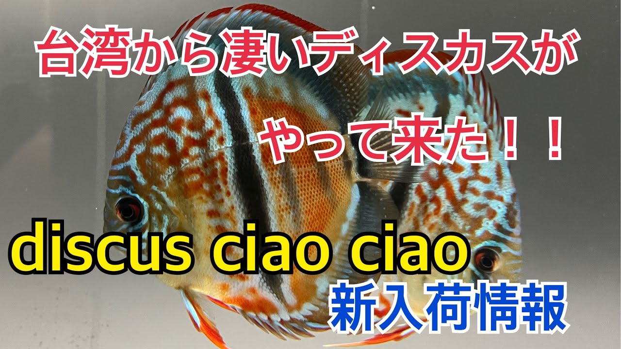 台湾から凄いディスカスがやってきた！ディスカスチャオチャオさん新入荷情報　#アクアリウム　#ディスカス
