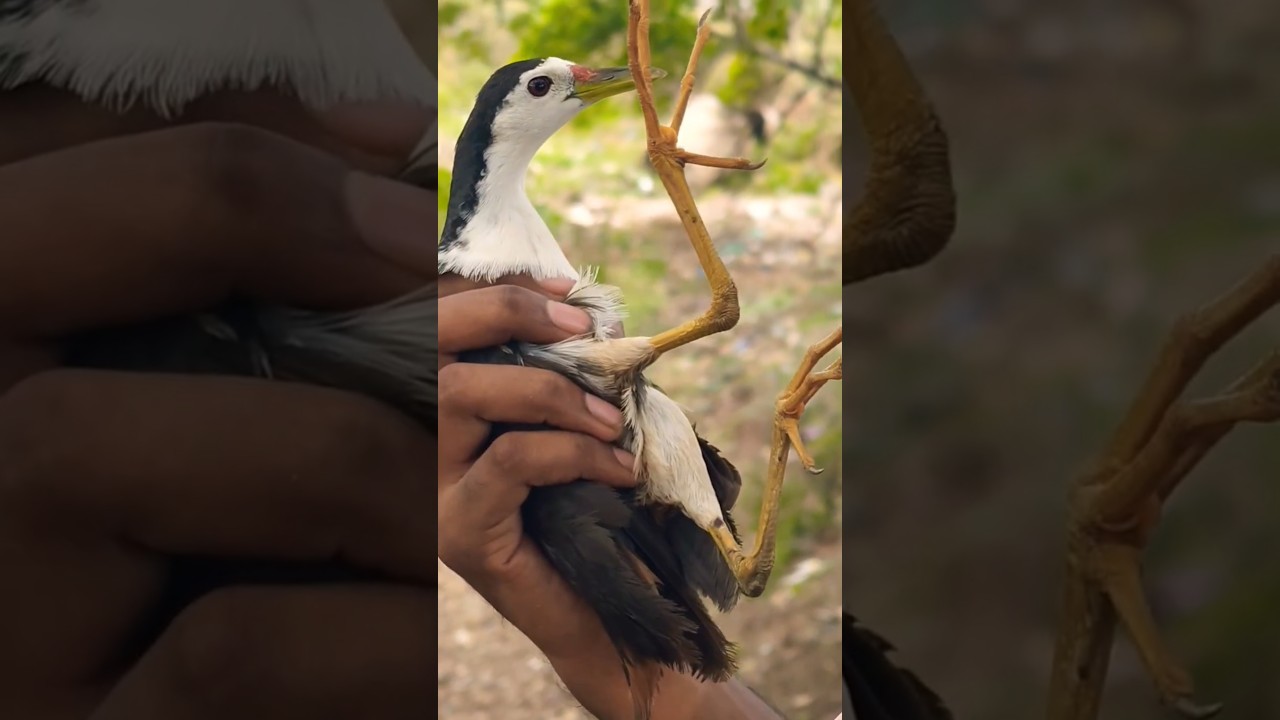 Bird rescue ( white breasted waterhen)#wetlandbirds #wetland  #birds #nature #wildlife