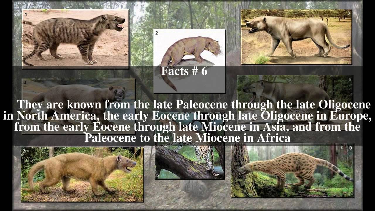 Creodonta Top # 9 Facts
