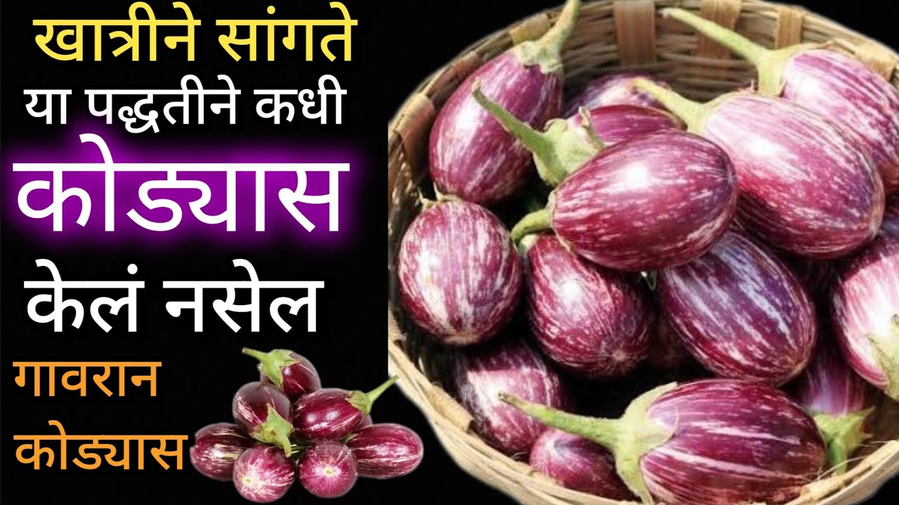 हे गावरान कोड्यास एकदा नक्की करून पहा..|| भाकरी चुरून खाल्ल्याशिवाय राहणार नाही..||